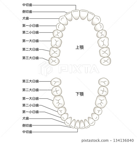 牙齒的名稱:牙列 牙齒的名稱:牙列 134136840