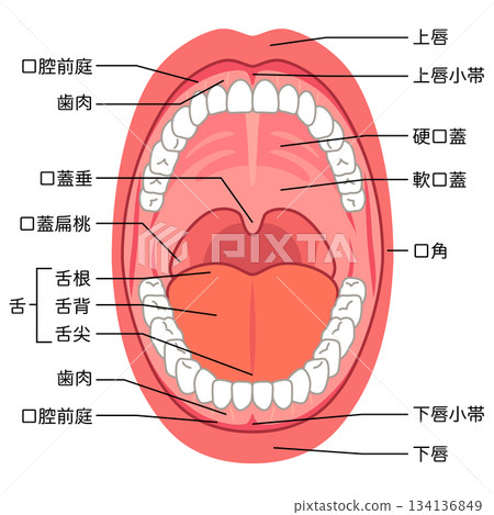 口腔內部:口腔結構 口腔內部:口腔結構 134136849