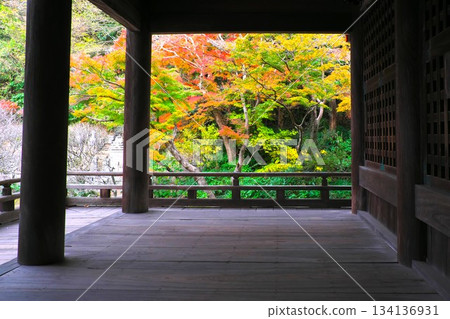 Autumn in Kamakura: Autumn leaves from the Soshido Hall of Myohonji Temple Autumn in Kamakura: Autumn leaves from the Soshido Hall of Myohonji Temple 134136931