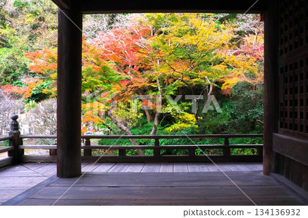 Autumn in Kamakura: Autumn leaves from the Soshido Hall of Myohonji Temple Autumn in Kamakura: Autumn leaves from the Soshido Hall of Myohonji Temple 134136932