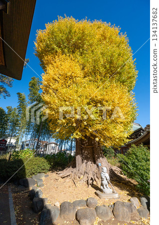 Ginkgo tree at Kagekōji Temple 134137682