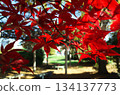 公園的秋葉 134137773