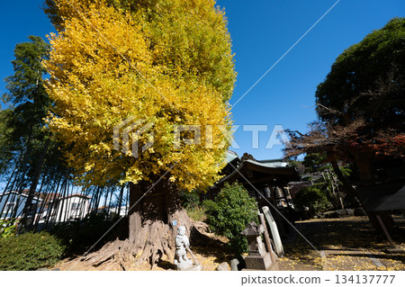影山寺的銀杏樹 影山寺的銀杏樹 134137777