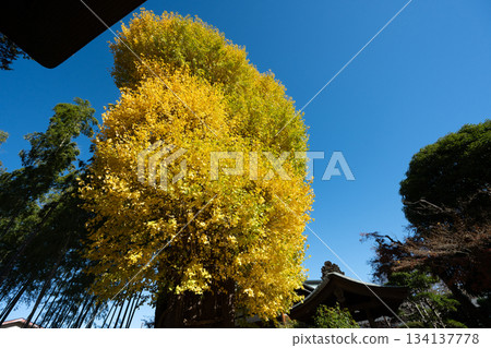 影山寺的銀杏樹 134137778