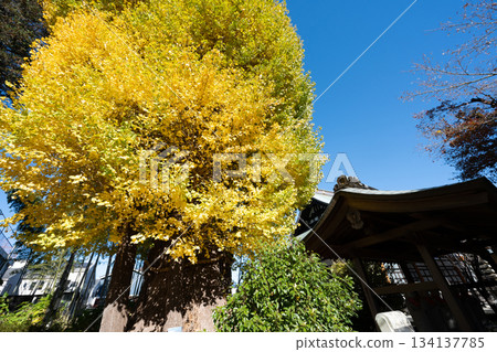 Ginkgo tree at Kagekōji Temple Ginkgo tree at Kagekōji Temple 134137785