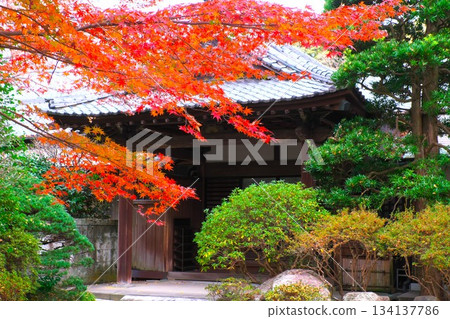 Autumn in Kamakura: Autumn leaves decorating the front of Myohonji Temple Shoin Autumn in Kamakura: Autumn leaves decorating the front of Myohonji Temple Shoin 134137786