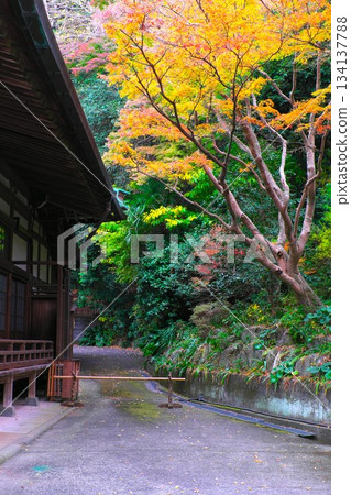 Autumn in Kamakura: Autumn leaves next to the main hall of Myohonji Temple 134137788