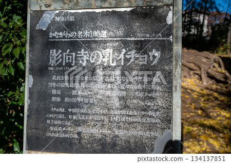 影山寺的銀杏樹 134137851