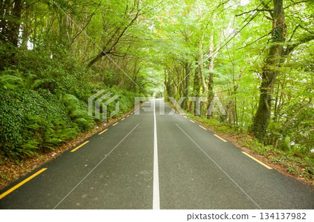 Two-lane paved road is stretching through flat design forest, with white line and ferns Two-lane paved road is stretching through flat design forest, with white line and ferns 134137982