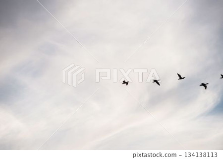 Low angle view of bird flying against sky 134138113