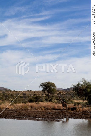Giraffe is standing at water's edge in flat design savannah scene, featuring muddy shoreline Giraffe is standing at water's edge in flat design savannah scene, featuring muddy shoreline 134138279