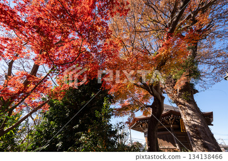 Ginkgo tree at Kagekōji Temple Ginkgo tree at Kagekōji Temple 134138466