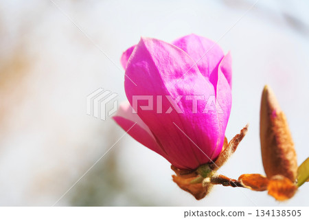 玉蘭花 玉蘭花 134138505
