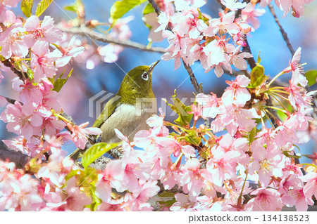 White-eye surrounded by cherry blossoms in full bloom 134138523