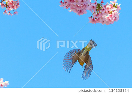 Flying white-eye 134138524