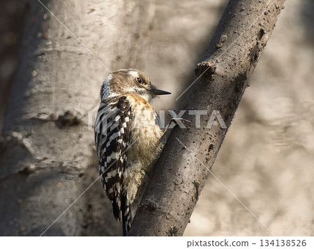 棲息在樹枝上的日本侏儒啄木鳥 134138526