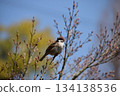 A sparrow on cherry A sparrow perched on the branch of a mountain cherry tree that has just begun to bud (telephoto zoom shot) 134138536