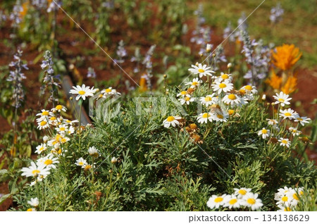 A close-up view of daisies and colorful blossoms flourishing in a garden A close-up view of daisies and colorful blossoms flourishing in a garden 134138629