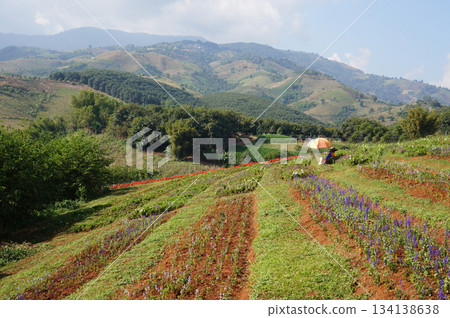 Mae Lao, Chiang Rai, Thailand. Scenic mountain agricultural landscape 134138638