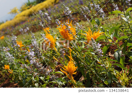 Colorful wildflowers blooming in a vibrant field, showcasing a natural landscape 134138641