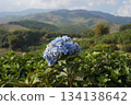 Vibrant blue hydrangea flowers in full bloom, showcasing their delicate beauty 134138642