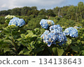 Vibrant blue hydrangea flowers in full bloom, showcasing their delicate beauty 134138643