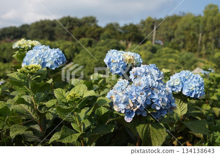Vibrant blue hydrangea flowers in full bloom, showcasing their delicate beauty 134138643