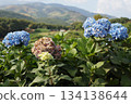 Vibrant blue hydrangea flowers in full bloom, showcasing their delicate beauty 134138644