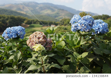 Vibrant blue hydrangea flowers in full bloom, showcasing their delicate beauty 134138644