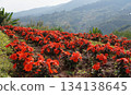 A vibrant field of red flowers blossoming on a hillside with mountains in the background 134138645