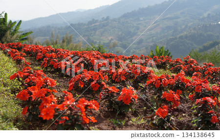 A vibrant field of red flowers blossoming on a hillside with mountains in the background 134138645