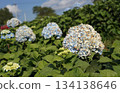 Vibrant blue hydrangea flowers in full bloom, showcasing their delicate beauty 134138646