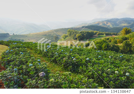 Mae Lao, Chiang Rai, Thailand: Lush green fields and trees with rolling hills landscape 134138647