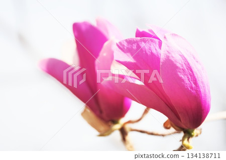 玉蘭花 玉蘭花 134138711