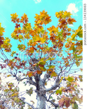 Winter plane trees with dead leaves and blue sky Winter plane trees with dead leaves and blue sky 134139083