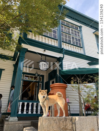 狗與外國房屋,神戶 狗與外國房屋,神戶 134139240