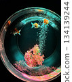 藝術水族箱與金魚 134139244
