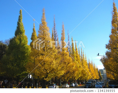 2012.12.6 神宮外苑的銀杏樹 134139355