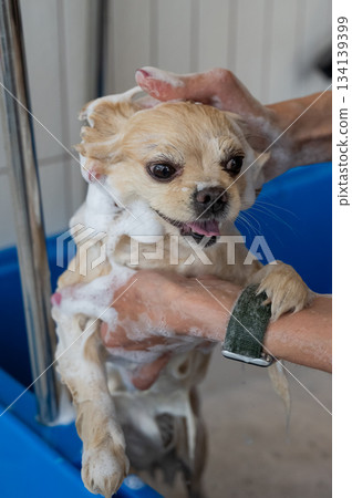 Cute Pomeranian at the grooming. Dog in the shower.  134139399
