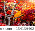 Colorful autumn leaves of old trees 134139402
