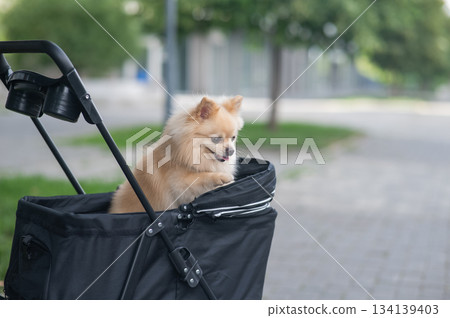 Cute spitz dog in pet stroller outdoors.  134139403