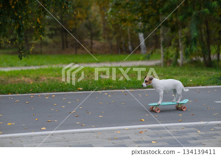 A Jack Russell Terrier rides a penny board in an autumn park. A Jack Russell Terrier rides a penny board in an autumn park. 134139411