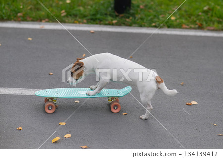 A Jack Russell Terrier rides a penny board in an autumn park. A Jack Russell Terrier rides a penny board in an autumn park. 134139412