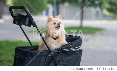Cute spitz dog in pet stroller outdoors. Cute spitz dog in pet stroller outdoors. 134139419