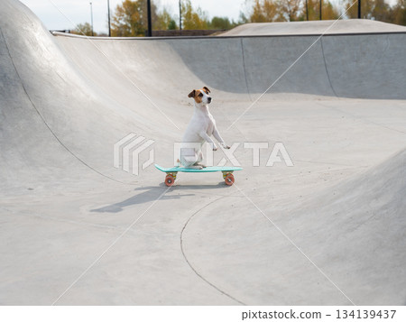 A Jack Russell Terrier rides a penny board at a skate park. A Jack Russell Terrier rides a penny board at a skate park. 134139437
