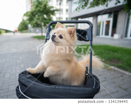 Cute spitz dog in pet stroller outdoors.  134139445