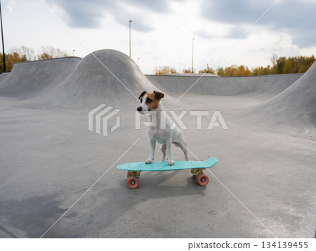 A Jack Russell Terrier rides a penny board at a skate park. A Jack Russell Terrier rides a penny board at a skate park. 134139455