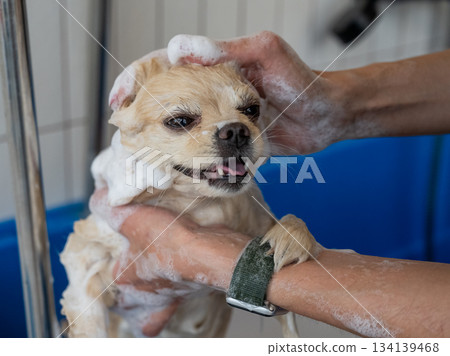 Cute Pomeranian at the grooming. Dog in the shower. Cute Pomeranian at the grooming. Dog in the shower. 134139468