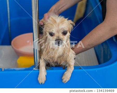 Cute Pomeranian at the grooming. Dog in the shower. Cute Pomeranian at the grooming. Dog in the shower. 134139469