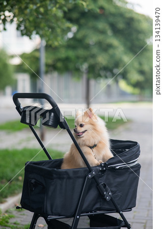 Cute spitz dog in pet stroller outdoors. Cute spitz dog in pet stroller outdoors. 134139470